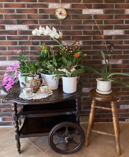 Kaye E., TOS, Mar. 23, 2021. Entry 2. Flowering orchids in a display on a tea cart.