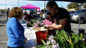 Repotting an orchid